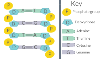 Figure for this question